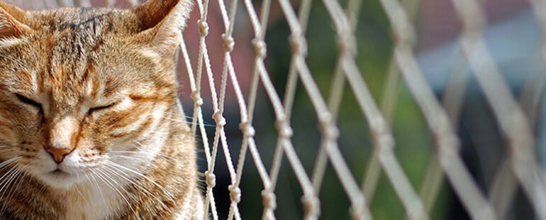 Tela de protecao para gatos destaque