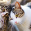 Feromônios para gatos: descubra o que é como utilizá-los