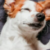 Seu cachorro dorme muito? Descubra se é normal