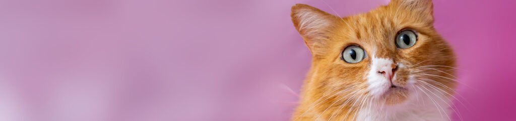 Cancer de mama em cadelas e gatas destaque