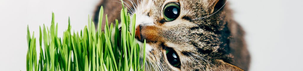 plantas que o gato pode comer destaque
