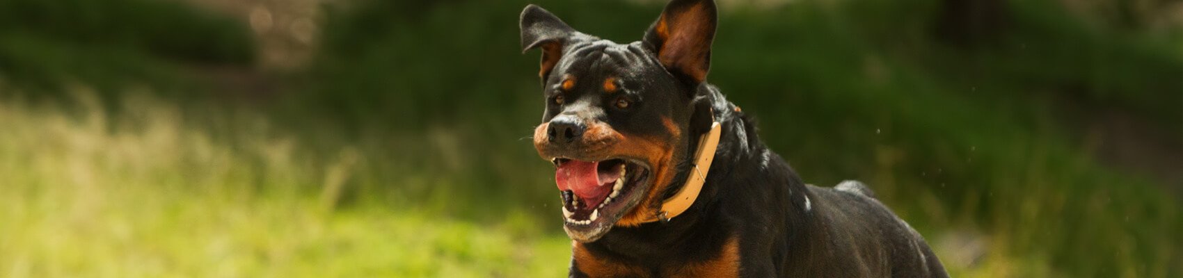 Como dar banho em cachorro bravo com segurança