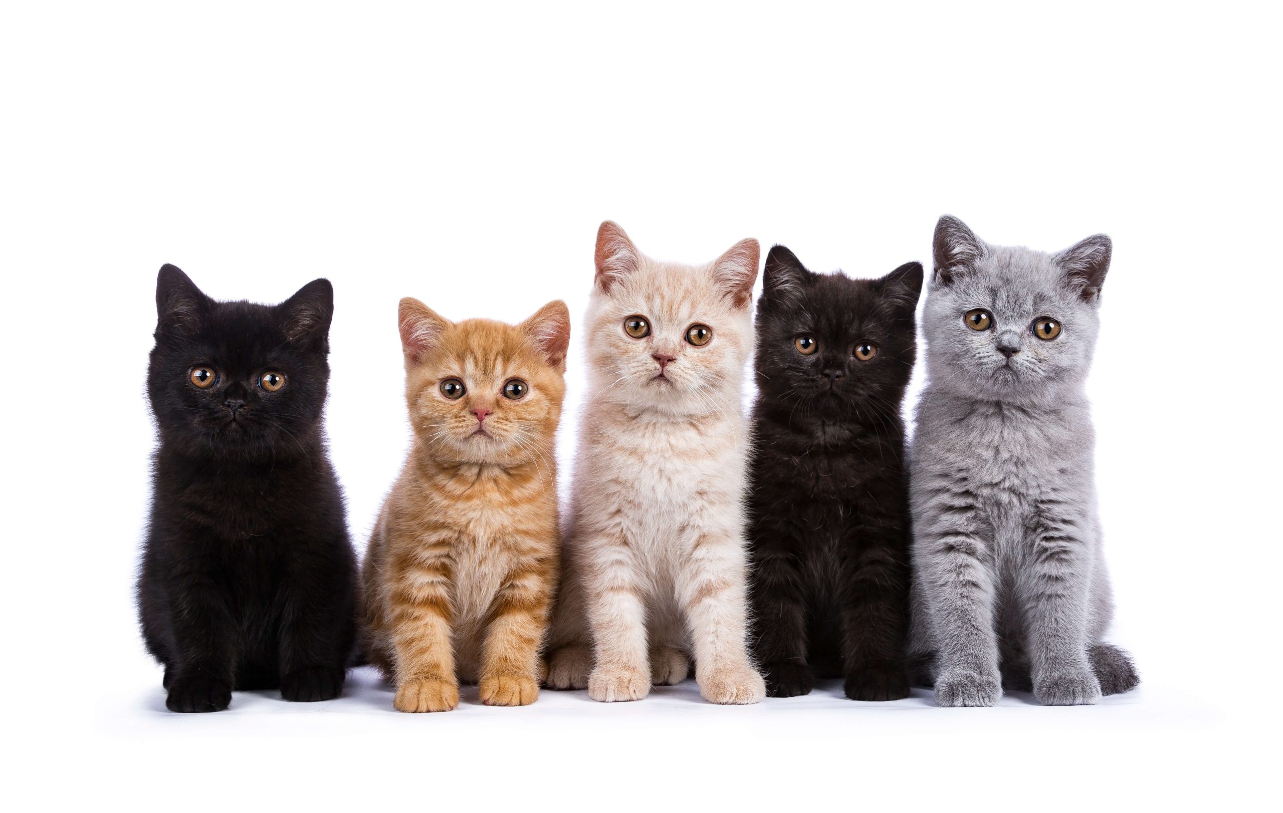 Além do gato preto: outras cores dos felinos têm significados