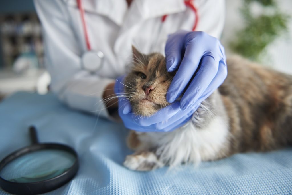 Uveíte em gatos o que é e qual o tratamento