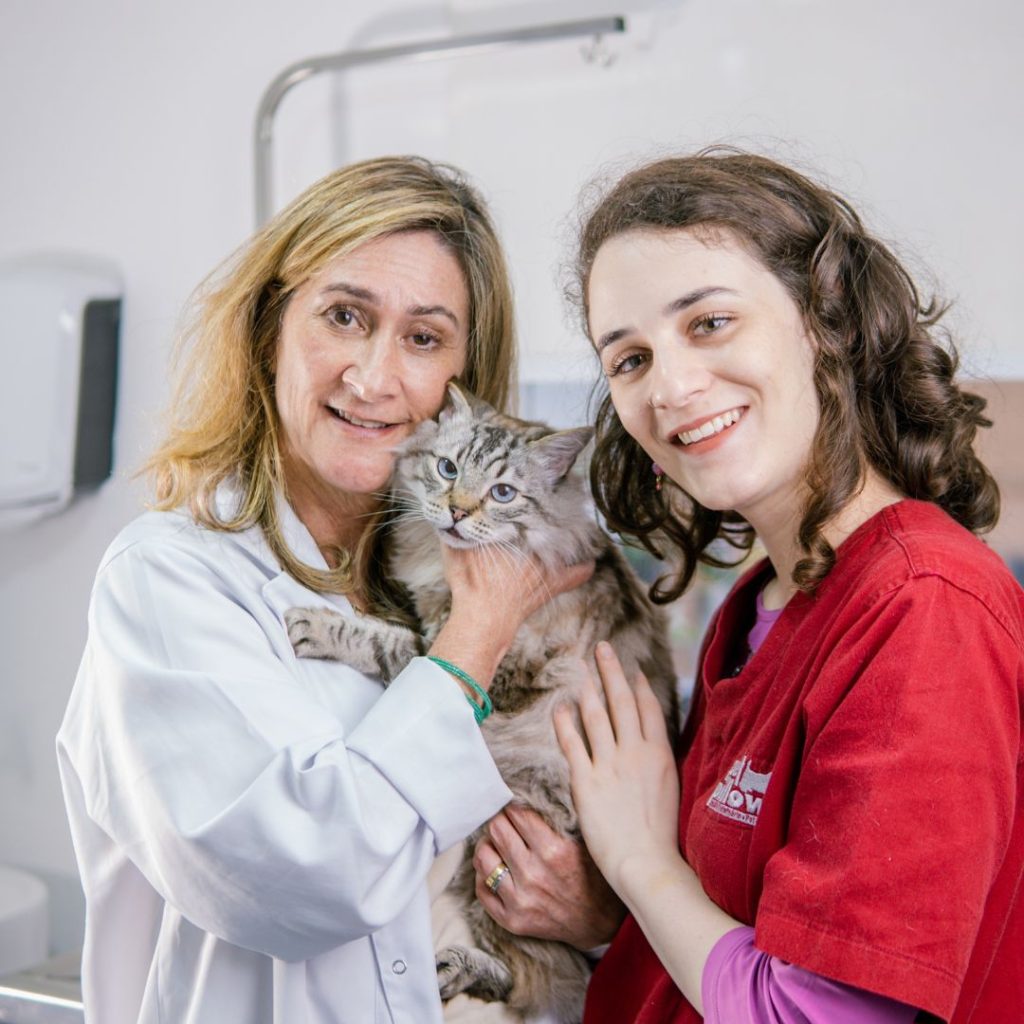 Vacinas em gatos