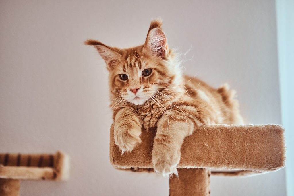 Cute ginger maine coon kitten is lying on special cat's furniture