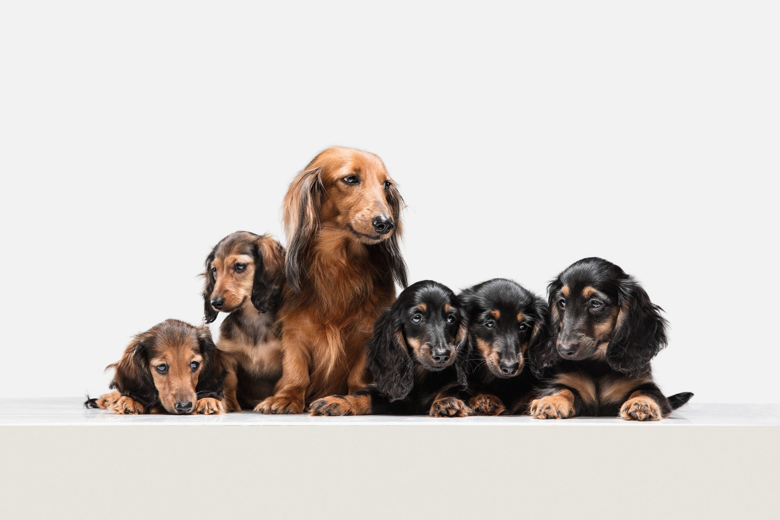 Cute puppy, dachshund dog posing isolated over white background