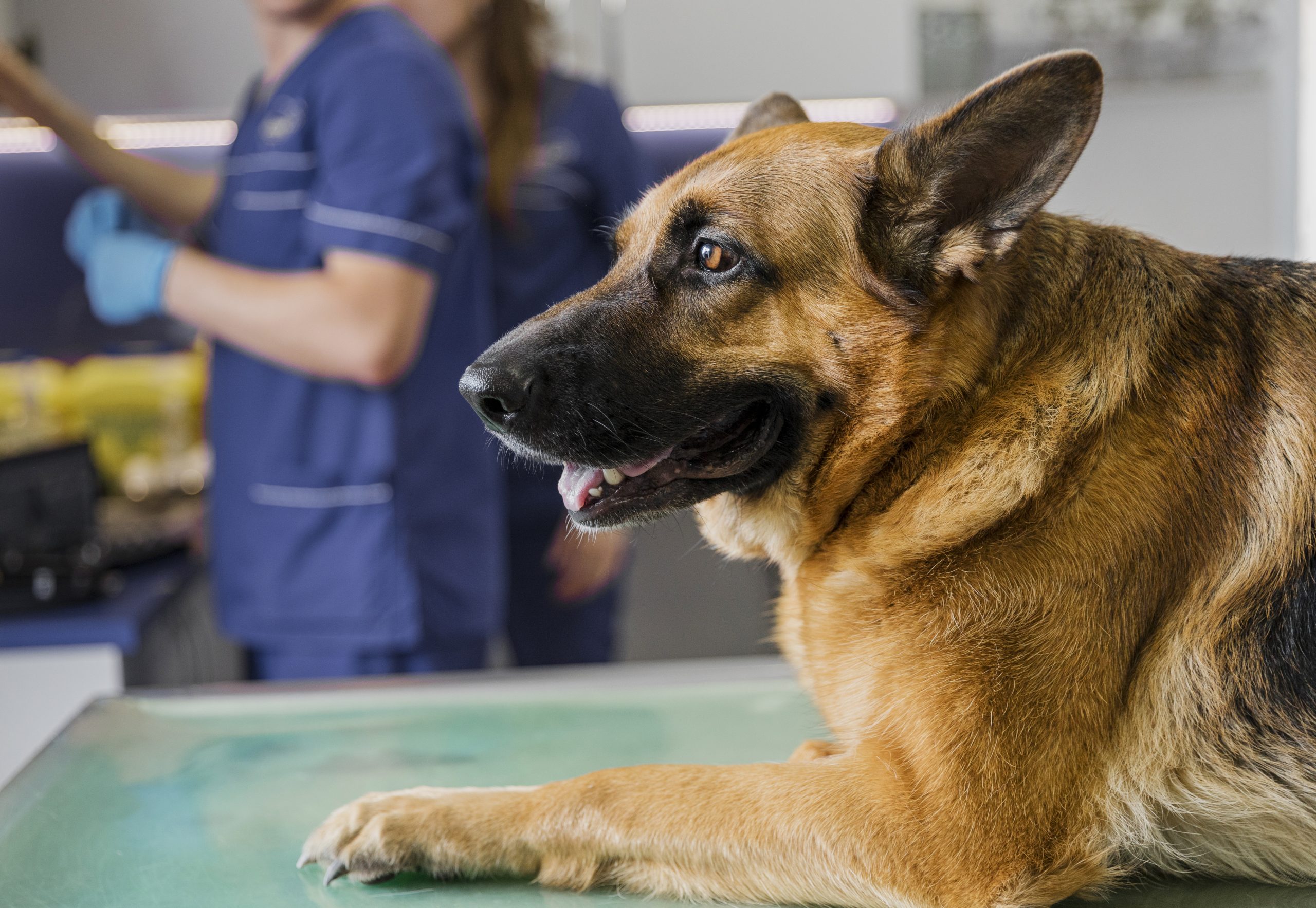 close up doctor clinic with smiley dog