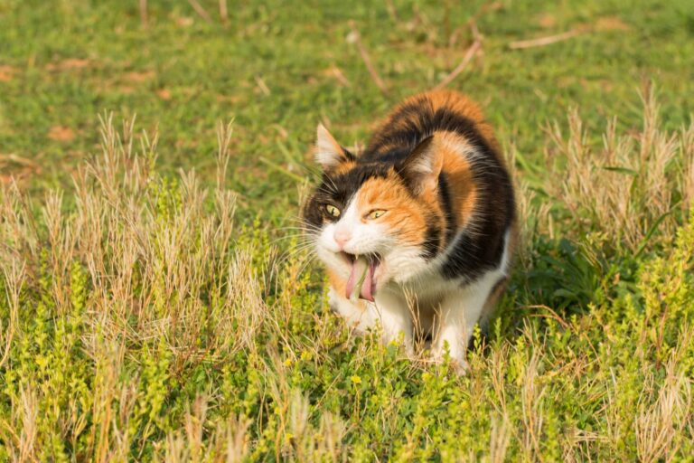 Calico cat vomiting after eating grass, likely trying to get rid