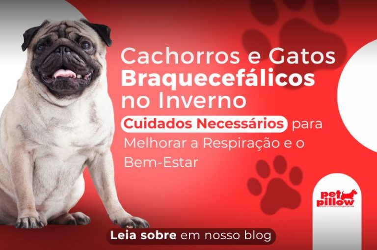 Cachorros e Gatos Braquecefálicos no Inverno