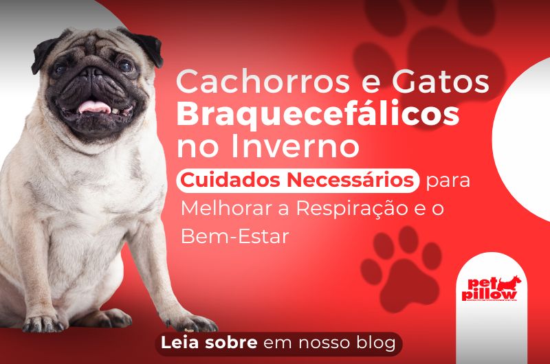 Cachorros e Gatos Braquecefálicos no Inverno